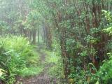 Big Island Tours Big Island Tours